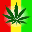 cannabis plante ch�rie
